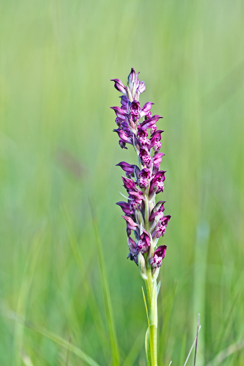 Anacamptis cariophora